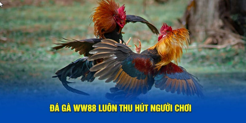Kinh nghiệm tham gia đá gà bất bại & thắng lớn