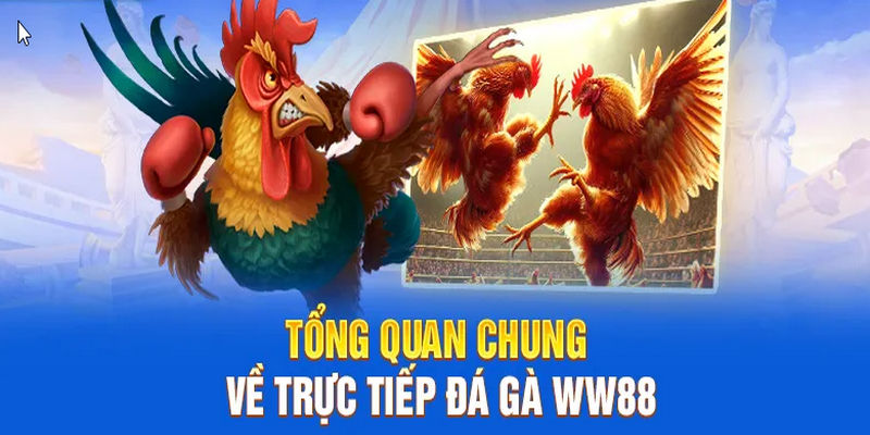 Đá gà WW88 mang đến cho bạn thế giới giải trí đa dạng sắc màu với cửa cược hấp dẫn