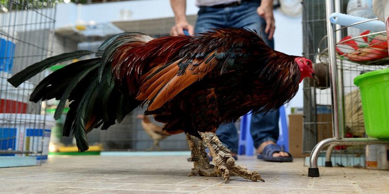 Đánh giá sức mạnh, khả năng thi đấu của dòng gà này
