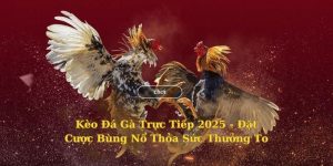 kèo đá gà trực tiếp