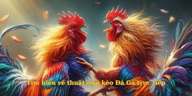 Tìm hiểu về thuật ngữ kèo Đá Gà trực tiếp