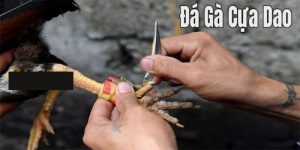 đá gà cựa dao