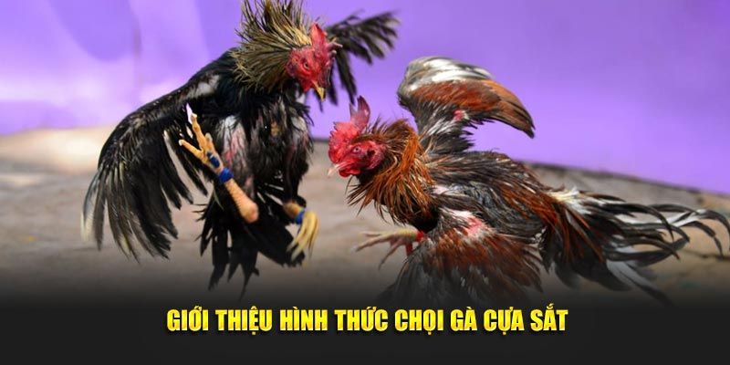 Sơ lược về đá gà cựa sắt