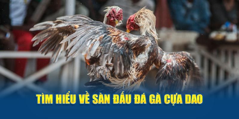 Khám phá vài nét về đá gà cựa dao