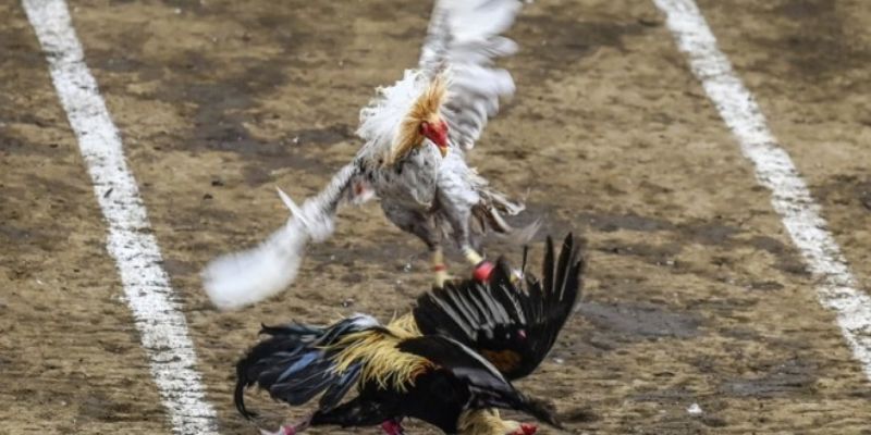 Những ưu điểm tuyệt vời của hình thức cược tại nhà cái